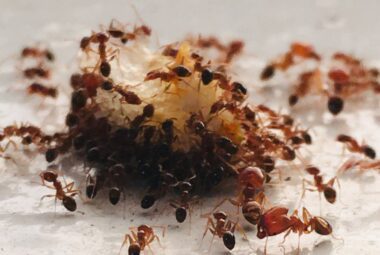 pet safe ant traps