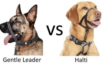 Gentle Leader vs Halti