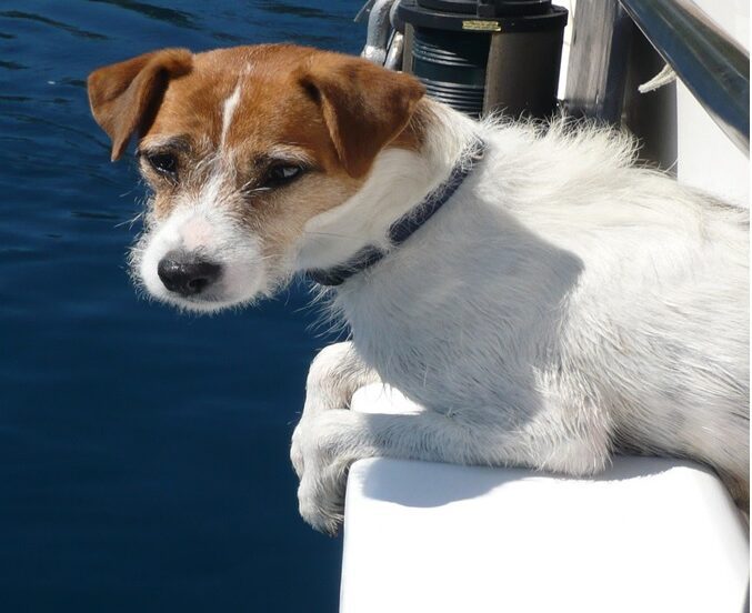 Dog Boat Ramp