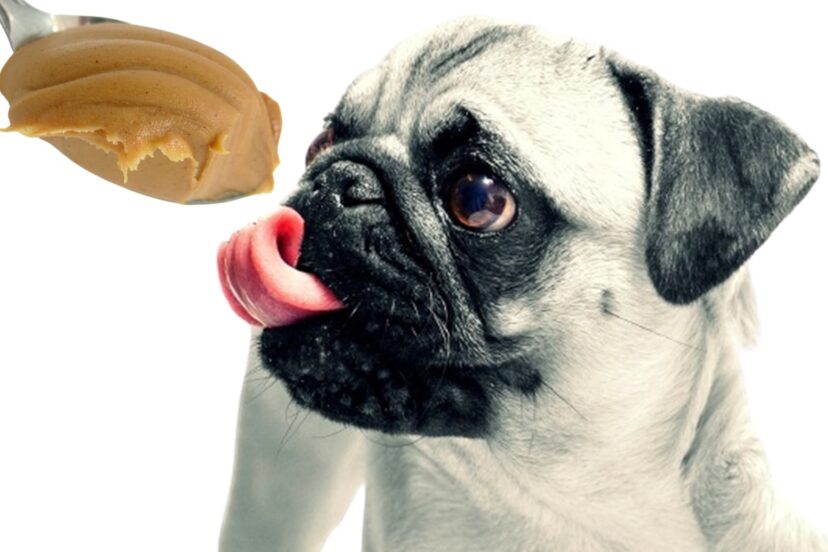 why do dogs like peanut butter