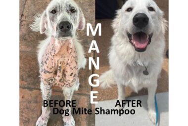 Dog Mite Shampoo