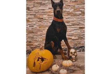 dog carved pumpkin