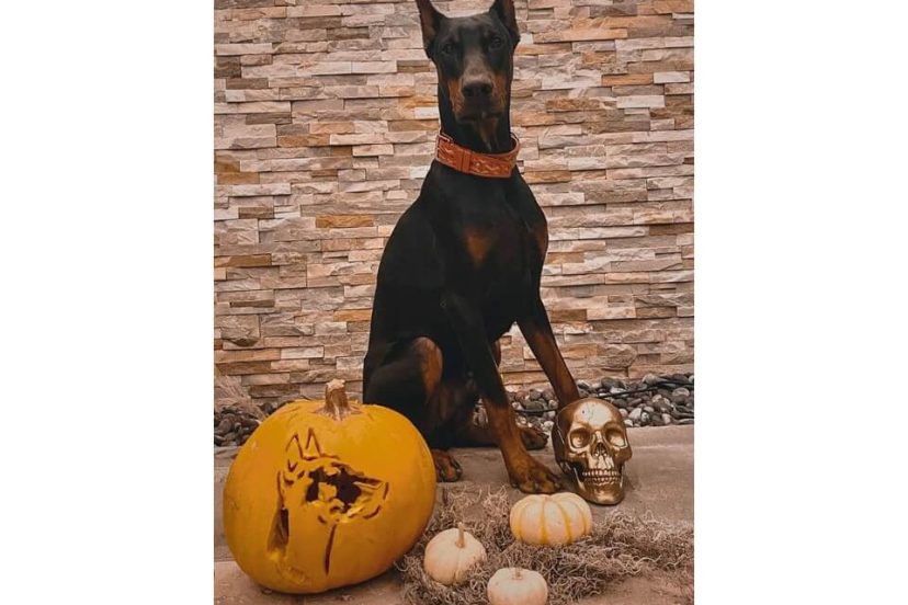 dog carved pumpkin