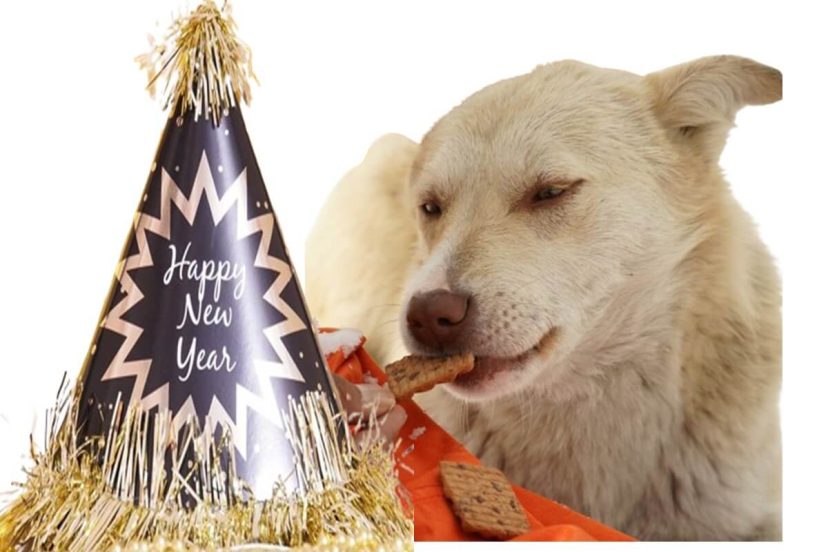 happy new year dog treat recipes