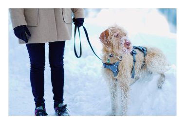 winter dog walks