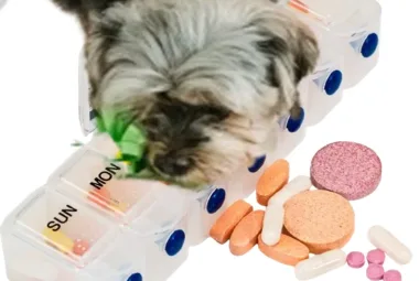medication poisonous to dogs
